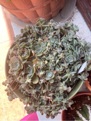 Orostachys malacophylla iwarenge