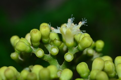 Gomphandra luzoniensis