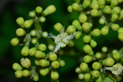 Gomphandra luzoniensis