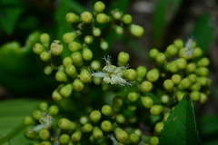 Gomphandra luzoniensis