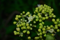 Gomphandra luzoniensis