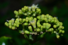 Gomphandra luzoniensis