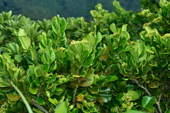 Gomphandra luzoniensis