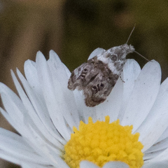 Neocaloreas multimarginata