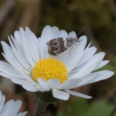 Neocaloreas multimarginata