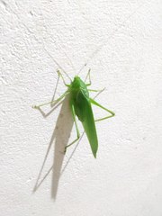 Orthoptera