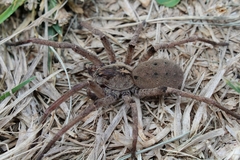 Afroneutria erythrochelis