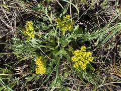 Cymopterus glaucus