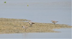 Calidris ferruginea