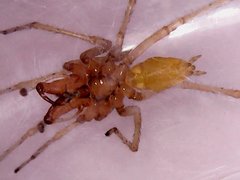 Cheiracanthium gracile