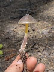 Mycena nivicola