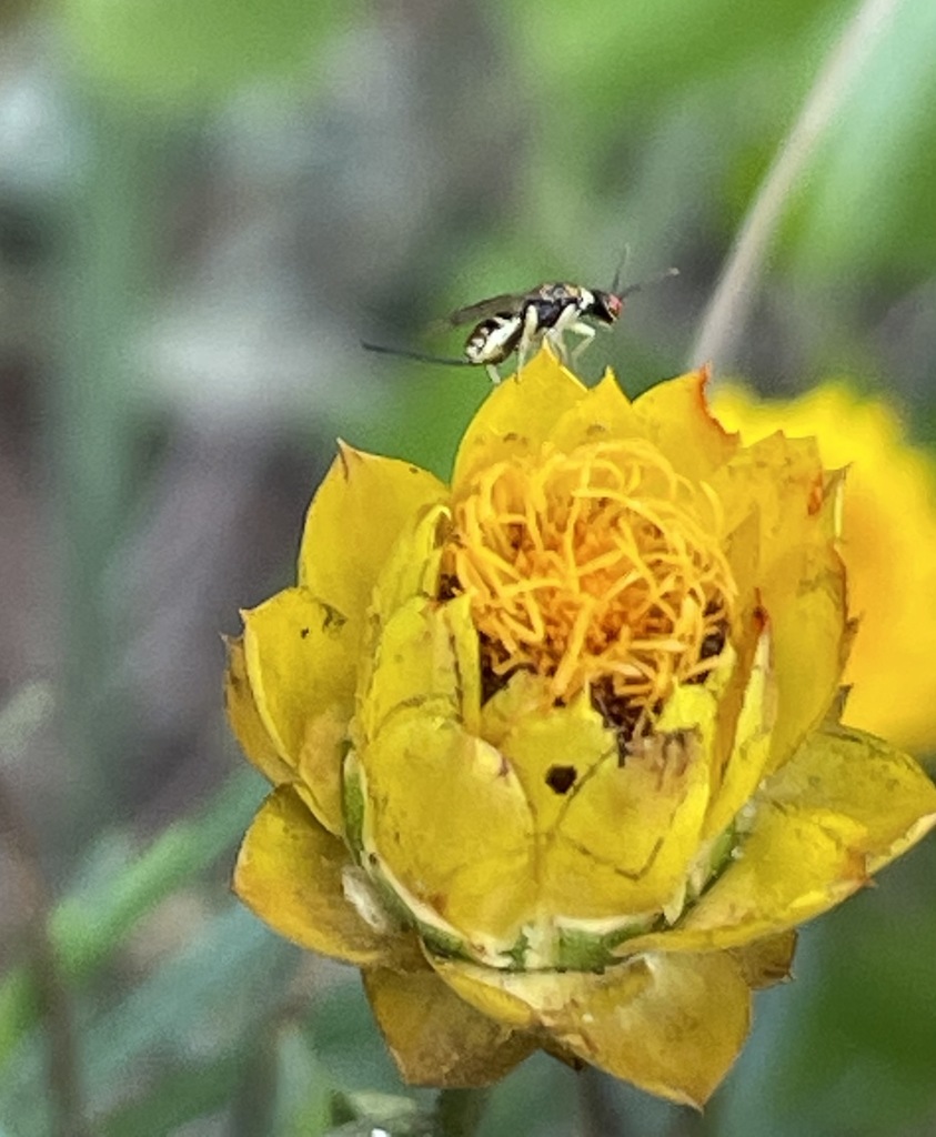 Ants, Bees, Wasps, and Sawflies from Melbourne VIC, Australia on June ...
