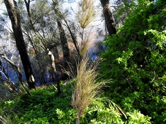 Austrostipa ramosissima