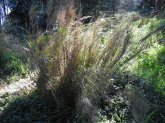 Austrostipa ramosissima