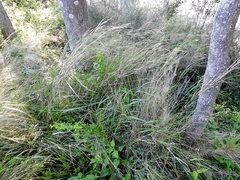 Austrostipa ramosissima