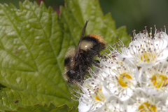 Volucella bombylans