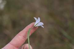 Prismatocarpus campanuloides