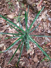 Atractocarpus chartaceus