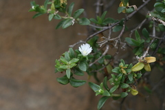 Delosperma affine