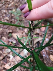 Atractocarpus chartaceus