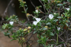 Delosperma affine