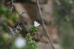 Delosperma affine