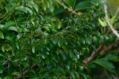 Diospyros kotoensis