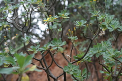 Othonna triplinervia