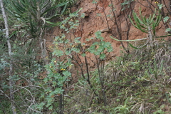 Othonna triplinervia