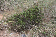 Ruschia uitenhagensis