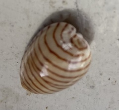 Persicula cingulata
