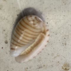 Persicula cingulata