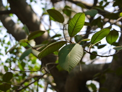 Ficus drupacea