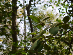 Ficus drupacea