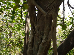 Ficus drupacea