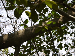 Ficus drupacea