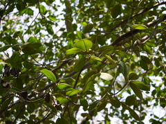 Ficus drupacea