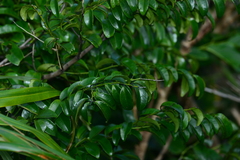 Diospyros kotoensis