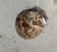 Natica fulminea