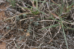 Trichodiadema intonsum