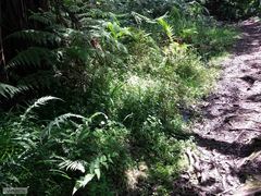 Cyperus albostriatus