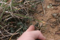 Trichodiadema intonsum