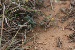 Trichodiadema intonsum