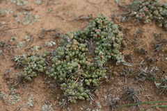 Corpuscularia taylori
