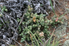 Corpuscularia taylori