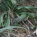 Haworthiopsis coarctata adelaidensis - Photo (c) Luc Strydom, alguns direitos reservados (CC BY-NC), uploaded by Luc Strydom
