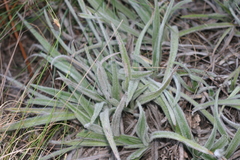 Hypoxis sobolifera