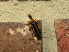 Podabrus brunnicollis