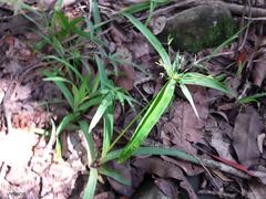 Cyperus albostriatus