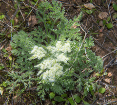 Lomatium dasycarpum